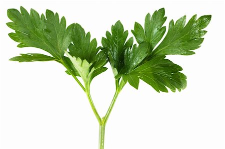 simsearch:400-04418942,k - Macro view of fresh green parsley leaves isolated over white Stockbilder - Microstock & Abonnement, Bildnummer: 400-05735707