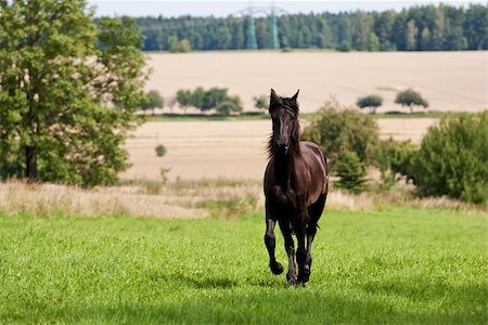 Friesian horse galloping in a green field Stock Photo - Budget Royalty-Free & Subscription, Code: 400-05735741