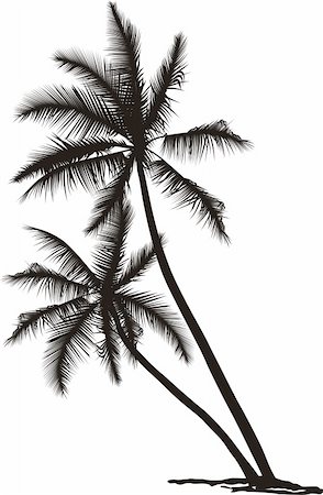 palm tree branches - black and white vector illustration of two palms Stock Photo - Budget Royalty-Free & Subscription, Code: 400-05735752