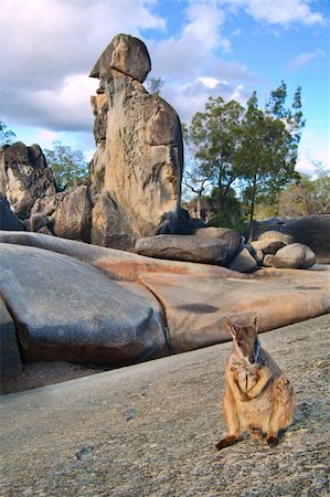 rock wallaby on rock formations tablelands queensland Australia a small kangaroo marsupial animal Stockbilder - Microstock & Abonnement, Bildnummer: 400-05735778