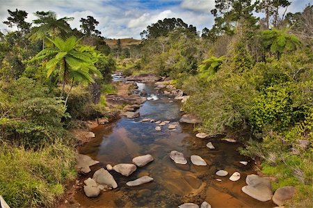 creek and fern trees in tropical tablelands Queensland Australia unspoild pristine and pure wilderness beautiful wild nature Stock Photo - Budget Royalty-Free & Subscription, Code: 400-05735781