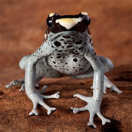 dart frog dendrobates tinctorius, beautiful animal of the amazon rainforest amphibian with poison and bright vivid colors yellow  balck and blue Stock Photo - Budget Royalty-Free & Subscription, Code: 400-05735804