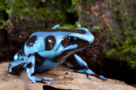 poisonous frog - blue poison dart frog poisonous animal of Panama rain forest golden dartfrog Stock Photo - Budget Royalty-Free & Subscription, Code: 400-05735800