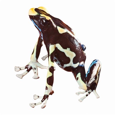 simsearch:400-04707951,k - poisonous frog with bright colors beautiful amphibian of amazon rain forest pet animal dendrobates tinctorius Stock Photo - Budget Royalty-Free & Subscription, Code: 400-05735813