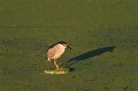 Black Crowned Night Heron (Nycticorax nycticorax) on lake Stockbilder - Microstock & Abonnement, Bildnummer: 400-05735860