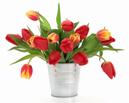 simsearch:400-06356460,k - Red and yellow and striped tulip flowers in an aluminum vase isolated over white background. Foto de stock - Super Valor sin royalties y Suscripción, Código: 400-05735901