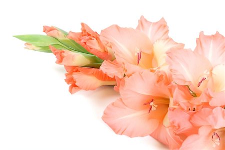 Beautiful pink gladiolus on pure white background Foto de stock - Royalty-Free Super Valor e Assinatura, Número: 400-05736007