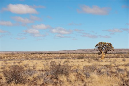simsearch:400-05754056,k - The view of a single tree on a plain covered with rocks and shrubs, Fish River Canyon, South Africa Foto de stock - Super Valor sin royalties y Suscripción, Código: 400-05736098