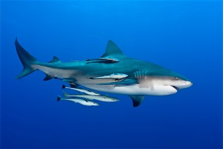 The view of a bull shark and fish swimming along, Pinnacles, Mozambique Foto de stock - Royalty-Free Super Valor e Assinatura, Número: 400-05736134