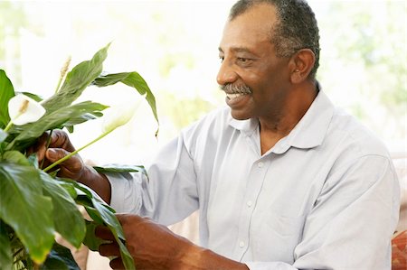 Senior Man Looking After Houseplant Stock Photo - Budget Royalty-Free & Subscription, Code: 400-05736373