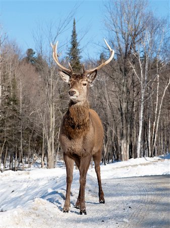 deer and hunter - Female red deer in the winter Stock Photo - Budget Royalty-Free & Subscription, Code: 400-05736658