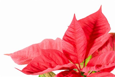 Beautiful red poinsettia  isolated on white. That red plant - symbol of Christmas. Stock Photo - Budget Royalty-Free & Subscription, Code: 400-05736886