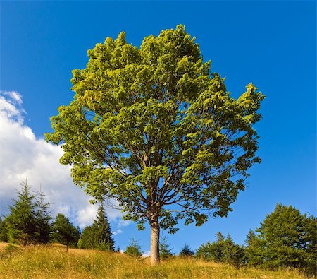simsearch:400-05737744,k - Summer mountain landscape with  lonely tree on sky background Stock Photo - Budget Royalty-Free & Subscription, Code: 400-05736907