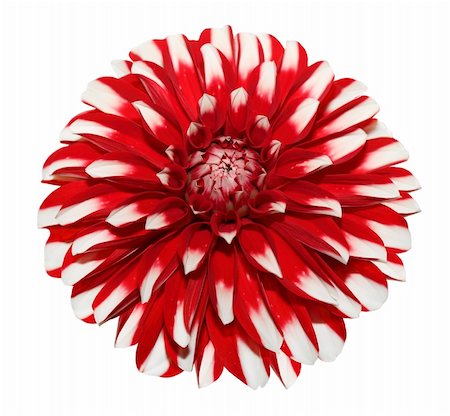 dole (artist) - Single fresh white red dahlia flower isolated over white Photographie de stock - Aubaine LD & Abonnement, Code: 400-05736997