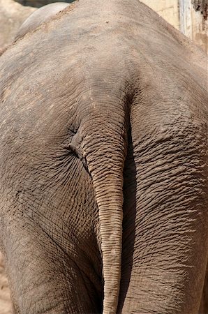 Detail of the elephant back side with tail Stock Photo - Budget Royalty-Free & Subscription, Code: 400-05737143