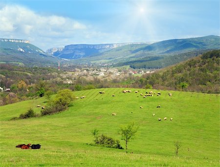 sheep herd on mountain hill near village Stock Photo - Budget Royalty-Free & Subscription, Code: 400-05737707