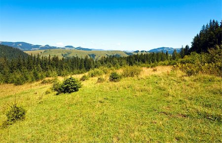 softwood - Summer mountain glade view (Carpathian, Ukraine) Stock Photo - Budget Royalty-Free & Subscription, Code: 400-05737714