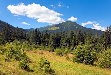 softwood - Summer mountain view with glade and conifer forest Stock Photo - Budget Royalty-Free & Subscription, Code: 400-05737715