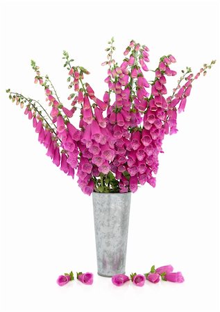 digital (planta) - Foxglove flower arrangement in a distressed aluminum vase with scattered petals isolated over white background. Foto de stock - Super Valor sin royalties y Suscripción, Código: 400-05738055