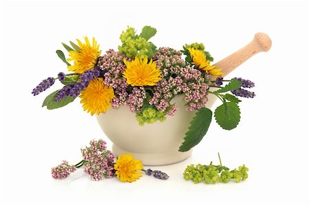 sage blossom - Lavender herb, valerian, ladies mantle and dandelion flowers with aloe vera, sage and lemon balm leaf sprigs in a cream stone mortar with pestle isolated over white background. Stock Photo - Budget Royalty-Free & Subscription, Code: 400-05738051