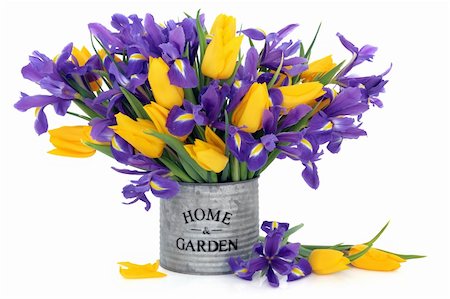 simsearch:400-06356460,k - Blue flag iris and yellow tulip flowers scattered and in an old tin can with home and garden title isolated over white background. Foto de stock - Super Valor sin royalties y Suscripción, Código: 400-05738067
