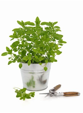 Marjoram herb growing in a metal plant pot with pruning cutters and leaf sprigs isolated over white background. Stockbilder - Microstock & Abonnement, Bildnummer: 400-05738114