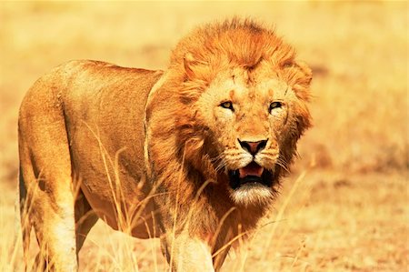 A lion (Panthera leo) on the Masai Mara National Reserve safari in southwestern Kenya. Stock Photo - Budget Royalty-Free & Subscription, Code: 400-05738130