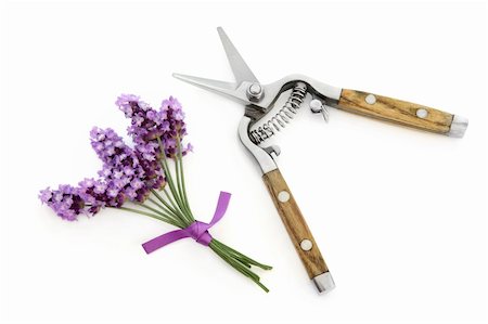 Lavender herb flower sprigs tied with a lilac ribbon and and rustic gardening secateurs isolated over white background. Lavandula Stock Photo - Budget Royalty-Free & Subscription, Code: 400-05738333