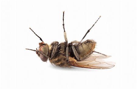 A dead house fly on white Stock Photo - Budget Royalty-Free & Subscription, Code: 400-05738486