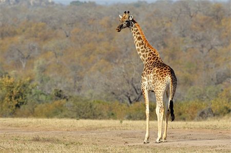 Giraffe (Giraffa camelopardalis) in the African savanna Foto de stock - Super Valor sin royalties y Suscripción, Código: 400-05738489
