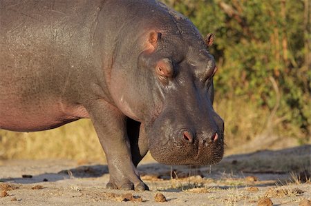 simsearch:400-03943787,k - Hippopotamus (Hippopotamus amphibius), South Africa Stock Photo - Budget Royalty-Free & Subscription, Code: 400-05738491