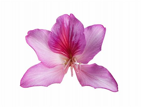 simsearch:400-07510882,k - beautiful pink flower  with shallow DOF over white background Stockbilder - Microstock & Abonnement, Bildnummer: 400-05738537