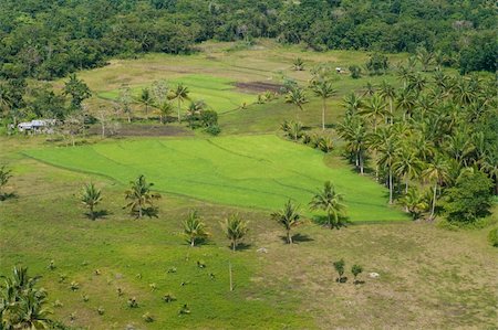 rice farm philippine - small rice field on Bohol, Philippines Foto de stock - Super Valor sin royalties y Suscripción, Código: 400-05738866