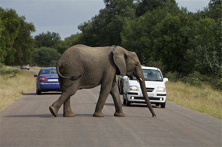 safari destination - Elephant cross a road in Kruger National Park, South Africa Photographie de stock - Aubaine LD & Abonnement, Code: 400-05739079