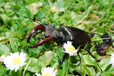 simsearch:400-09223319,k - beautiful large brown stag beetle in the grass Photographie de stock - Aubaine LD & Abonnement, Code: 400-05739088