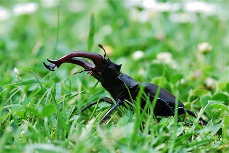 simsearch:400-05739088,k - stag beetle with large antlers in the high grass Stockbilder - Microstock & Abonnement, Bildnummer: 400-05739091