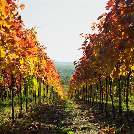 vineyard, Biza Winery, Cejkovice, Czech Republic Foto de stock - Super Valor sin royalties y Suscripción, Código: 400-05739366