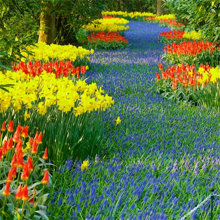 Keukenhof Gardens, Lisse, Netherlands Foto de stock - Super Valor sin royalties y Suscripción, Código: 400-05739386