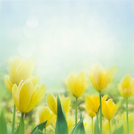 Spring background with beautiful  yellow tulips Stock Photo - Budget Royalty-Free & Subscription, Code: 400-05739542