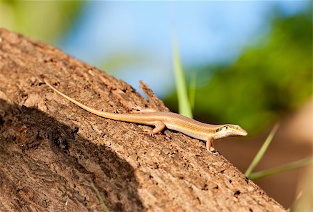 Small egyptian lizard resting on a tree trunk in the sunlight Foto de stock - Super Valor sin royalties y Suscripción, Código: 400-05739571