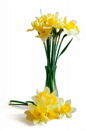 easter lily background - Gentle yellow narcissuses on a white background Stock Photo - Budget Royalty-Free & Subscription, Code: 400-05739592