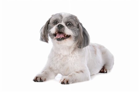 simsearch:400-08318823,k - mixed breed dog in front of a white background Foto de stock - Royalty-Free Super Valor e Assinatura, Número: 400-05739772