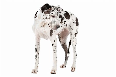 great dane harlequin in front of a white background Stock Photo - Budget Royalty-Free & Subscription, Code: 400-05739782