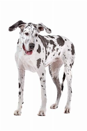 great dane harlequin in front of a white background Photographie de stock - Aubaine LD & Abonnement, Code: 400-05739783