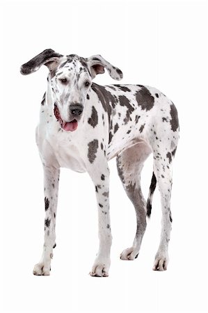 simsearch:400-05739781,k - great dane harlequin in front of a white background Stockbilder - Microstock & Abonnement, Bildnummer: 400-05739783