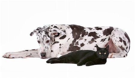 dog and a cat in front of a white background Photographie de stock - Aubaine LD & Abonnement, Code: 400-05739790