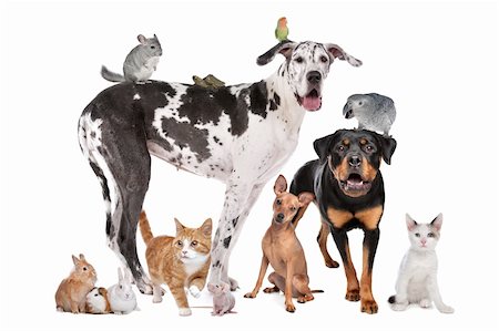 Group of Dogs, cats, birds,mammals and reptiles in front of a white background Photographie de stock - Aubaine LD & Abonnement, Code: 400-05739792