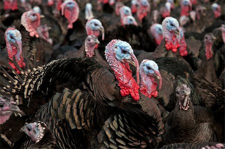 Free-range bronze turkeys ready for Thanksgiving or Christmas Stock Photo - Budget Royalty-Free & Subscription, Code: 400-05739806