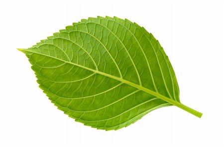 simsearch:400-05226582,k - Green fresh leaf isolated against white background Stock Photo - Budget Royalty-Free & Subscription, Code: 400-05730098