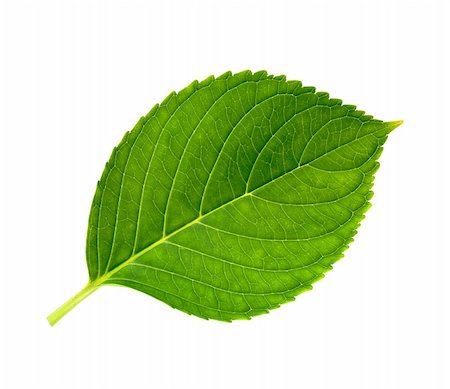simsearch:400-05226582,k - Green fresh leaf isolated against white background Stock Photo - Budget Royalty-Free & Subscription, Code: 400-05730106